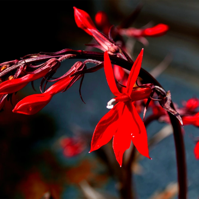 Lobelia speciosa 'Scarlet Princess' available at Boma Garden Centre Image by Paul van de Velde