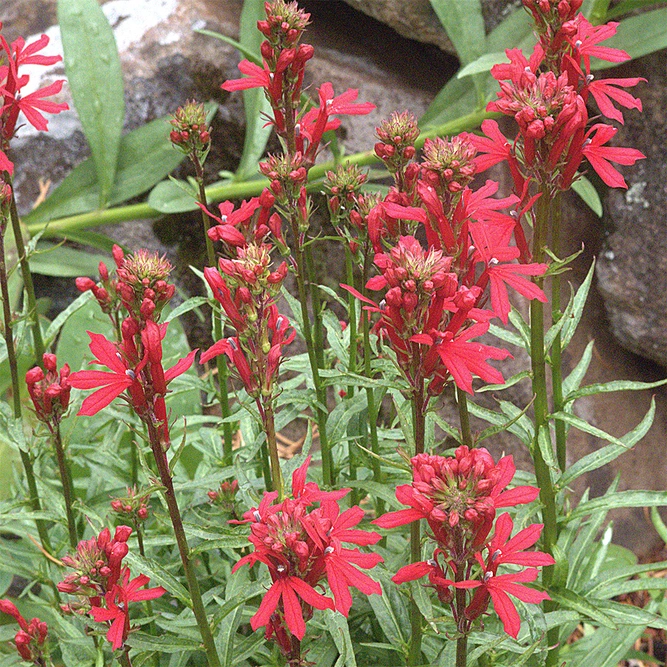 Lobelia speciosa 'Scarlet Princess' Cardinal Flower available at Boma Garden Centre Image by John Rusk