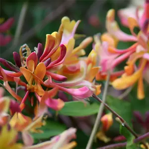 Lonicera 'Gold Flame' (Pot Size 3L ) American Beauty Honeysuckle - image 3