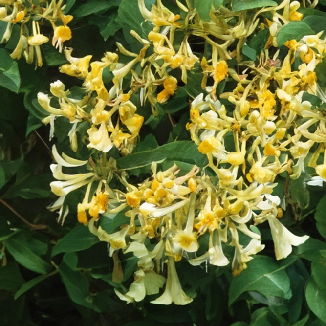 Lonicera 'Graham Thomas Stewart' (Pot Size 3L) Graham Thomas Stewart Honeysuckle - image 1