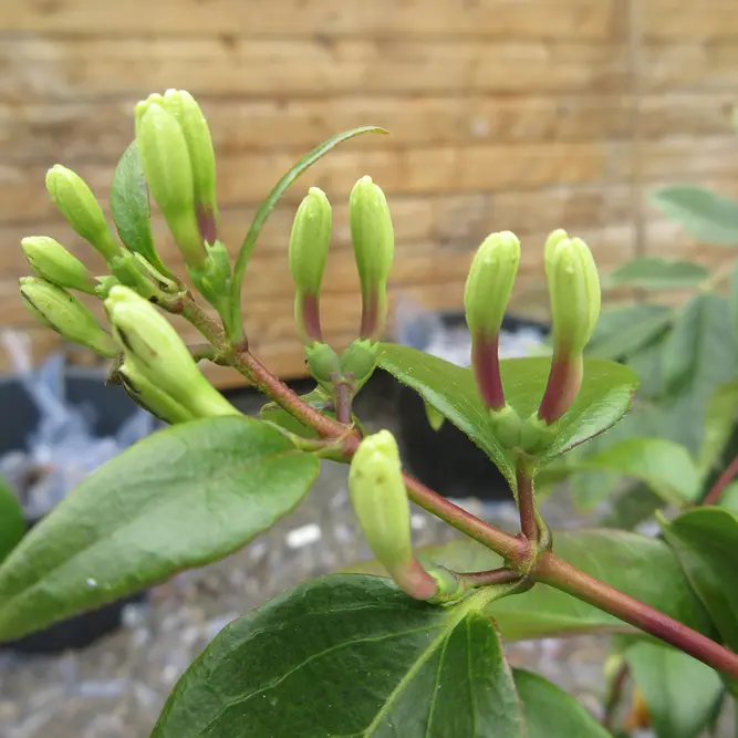 Lonicera henryi 'Copper Beauty' (Pot Size 3L) Copper Beauty Honeysuckle - image 2