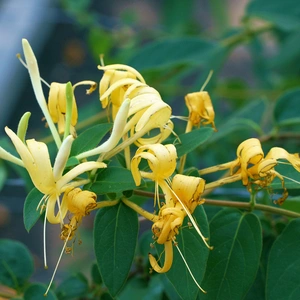 Lonicera henryi (Pot Size 3L ) Henry's Honeysuckle - image 1