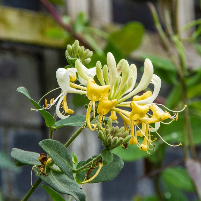 Lonicera japonica 'Hall's Prolific' (3L) Japanese Honeysuckle - image 1