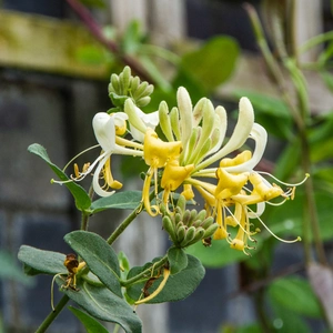 Lonicera japonica 'Hall's Prolific' (3L) Japanese Honeysuckle - image 1