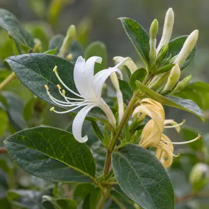 Lonicera japonica 'Hall's Prolific' (3L) Japanese Honeysuckle