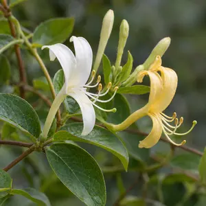 Lonicera japonica 'Halliana' (Pot Size 3ltr) Honey Suckle