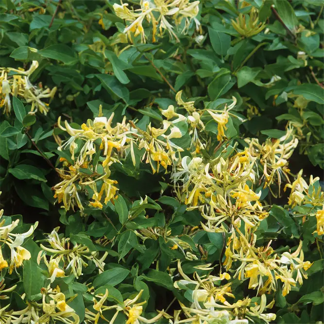 Lonicera periclymenum 'Graham Thomas' (Pot Size 3L) Honeysuckle - image 1