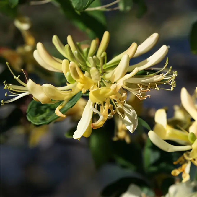 Lonicera periclymenum 'Graham Thomas' (Pot Size 3L) Honeysuckle - image 2