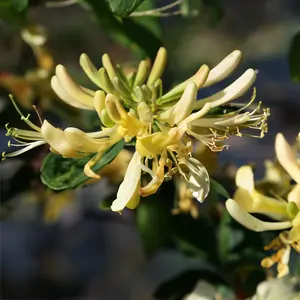 Lonicera periclymenum 'Graham Thomas' (Pot Size 3L) Honeysuckle - image 2