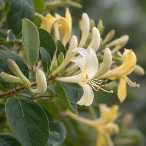 Lonicera periclymenum 'Graham Thomas' (Pot Size 3L) Honeysuckle