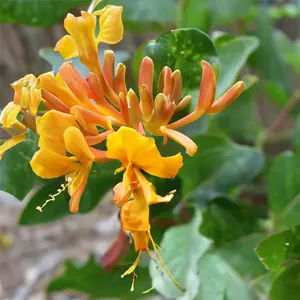 Lonicera 'Tellmanniana' (Pot Size 3L ) Honeysuckle - image 1