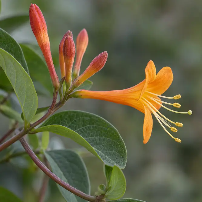 Lonicera 'Tellmanniana' (Pot Size 3L ) Honeysuckle