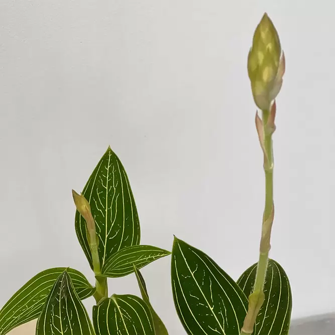 Ludisia discolor 'Alba'  (Pot Size12cm) Jewel orchid - image 2