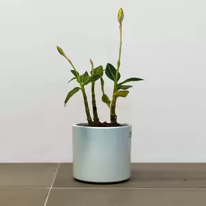 Ludisia discolor 'Alba'  (Pot Size12cm) Jewel orchid - image 4