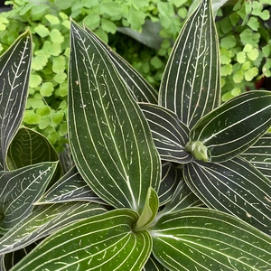 Ludisia discolor 'Alba'  (Pot Size12cm) Jewel orchid - image 1