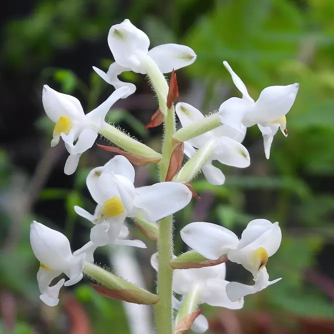 Ludisia discolor 'Alba'  (Pot Size12cm) Jewel orchid - image 1