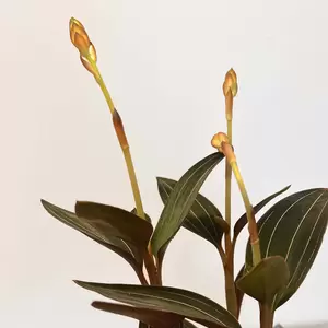 Ludisia discolor (Pot Size 12cm) Jewel orchid - image 2