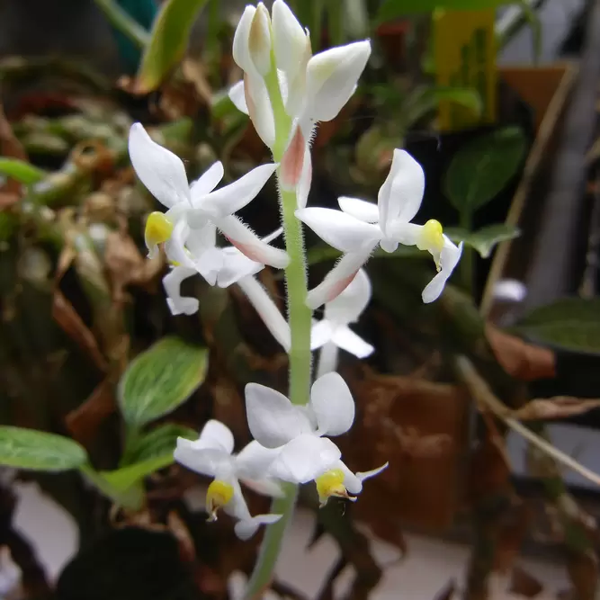 Ludisia discolor (Pot Size 12cm) Jewel orchid - image 2