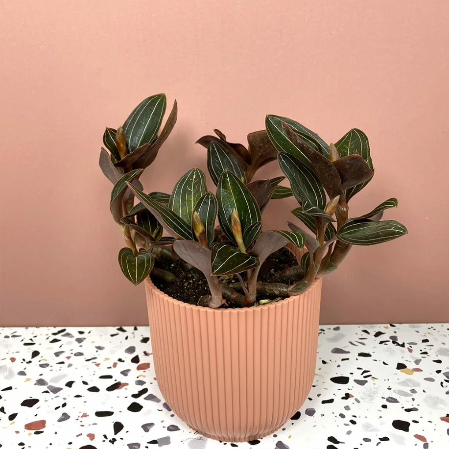Ludisia discolor Pot Size 12cm Jewel orchid The Boma Garden Centre