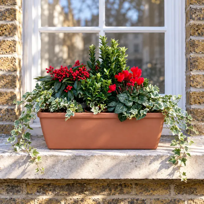 Luna's Lush Window Box (52cm) Cyclamen, Skimmia , Eyonymus , Hedera Window Planter - image 1