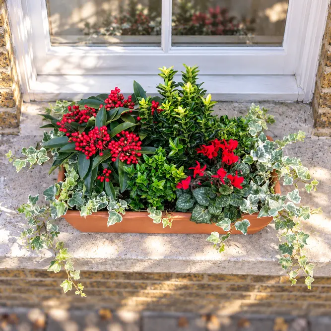 Luna's Lush Window Box (52cm) Cyclamen, Skimmia , Eyonymus , Hedera Window Planter - image 2