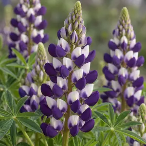 Lupin 'Blacksmith' (Pot Size 5ltr) Perennial