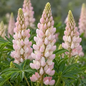 Lupin 'Blossom' (Pot Size 5ltr) perennial