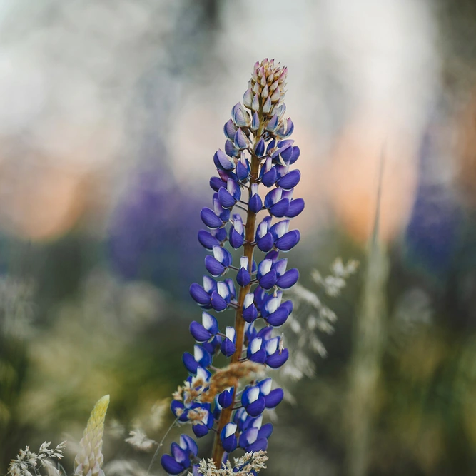 Lupin 'Gallery Blue' (Pot Size 1ltr) Perennial