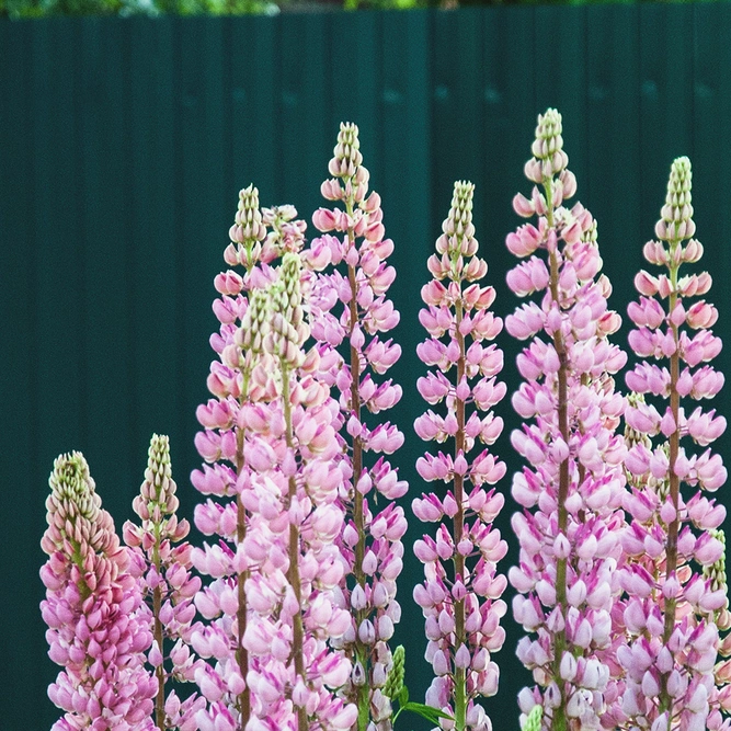 Lupin 'Gallery Pink' (Pot Size 1ltr) Perennial