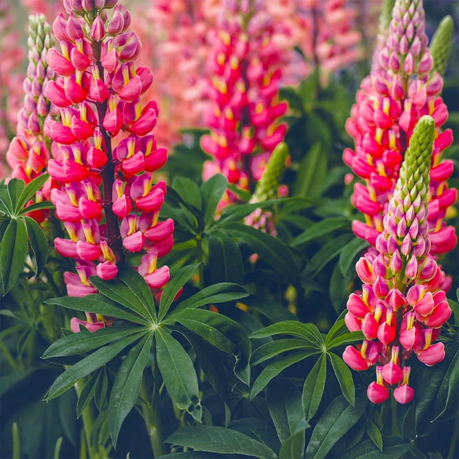 Lupin 'Gallery Red' (Pot Size 1ltr) Perennial