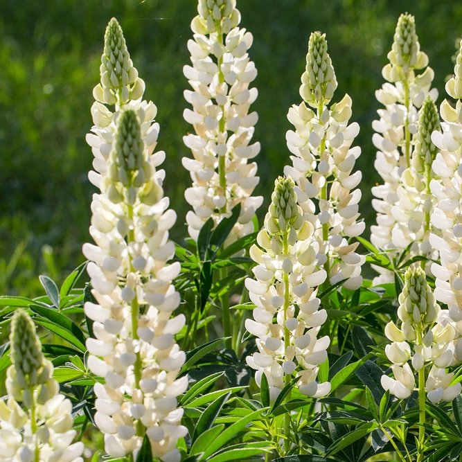 Lupin 'Gallery White' (Pot Size 1ltr) Perennial