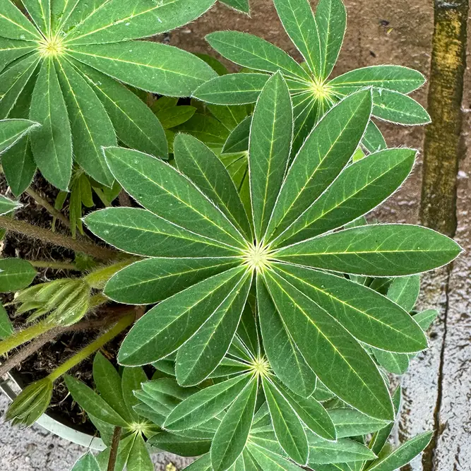 Lupin 'King Canute' (Pot Size 5L) Perennial - image 2