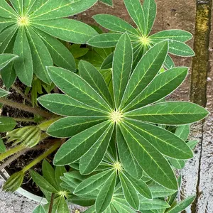 Lupin 'King Canute' (Pot Size 5L) Perennial - image 2