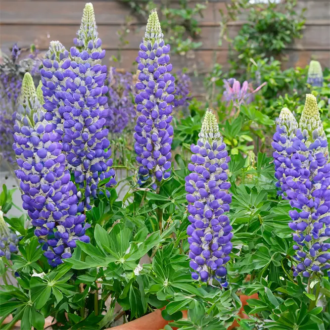 Lupin 'King Canute' (Pot Size 2L) Perennial - image 1