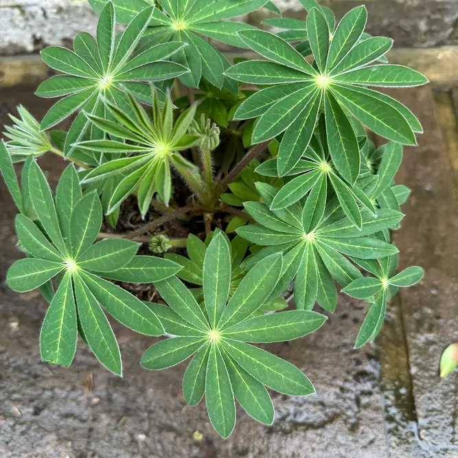 Lupin 'King Canute' (Pot Size 2L) Perennial - image 3