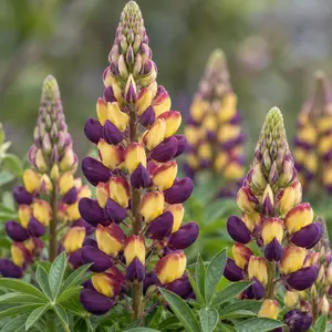 Lupin 'Magic Lantern' (Pot Size 5ltr) Perennial