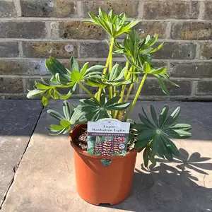 Lupin 'Manhattan Lights' (Pot Size 1.5L) -Perennial - image 3