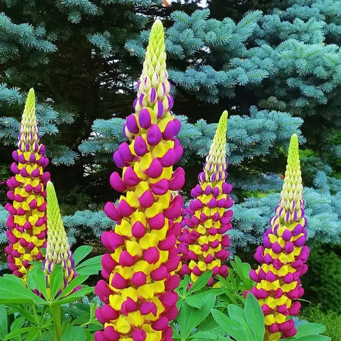 Lupin Manhattan Lights (Pot Size 3L) -Perennial - image 1