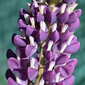 Lupin ‘Purple Emperor’ (Pot Size 3L) - image 1