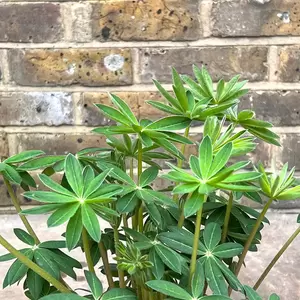 Lupin ‘Purple Emperor’ (Pot Size 3L) - image 2