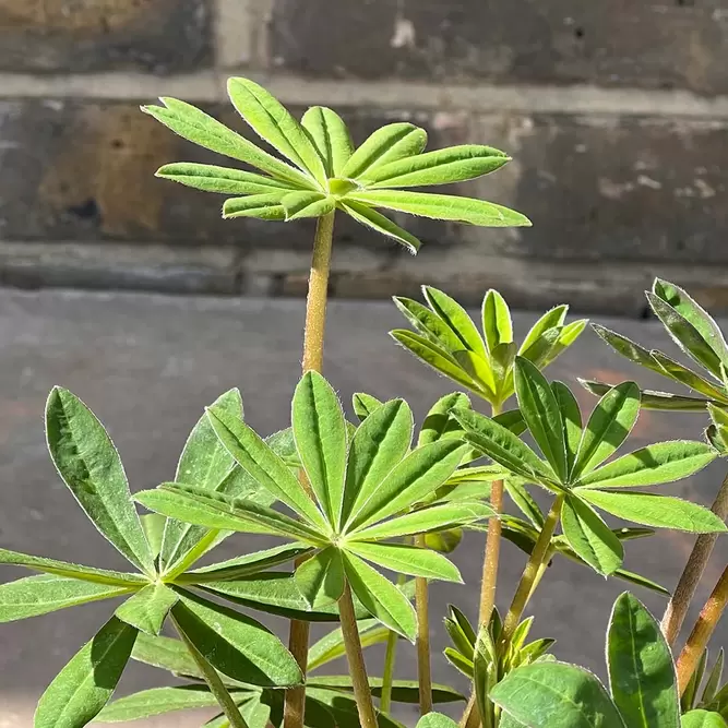 Lupin 'Red Rum' (Pot Size 2L) Perennial - image 2