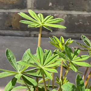 Lupin 'Red Rum' (Pot Size 2L) Perennial - image 2