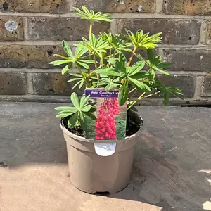 Lupin 'Red Rum' (Pot Size 2L) Perennial - image 3