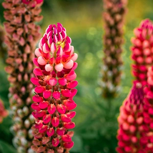 Lupin 'Red Rum' (Pot Size 2ltr) Perennial - image 1