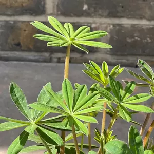Lupin 'Red Rum' (Pot Size 2ltr) Perennial - image 2
