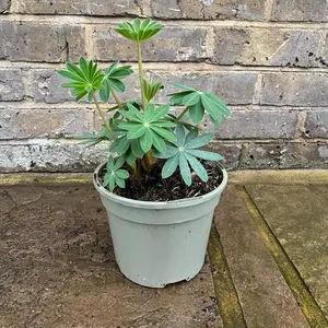 Lupin 'Taquila Flame' (Pot Size 2L) Perennial - image 2