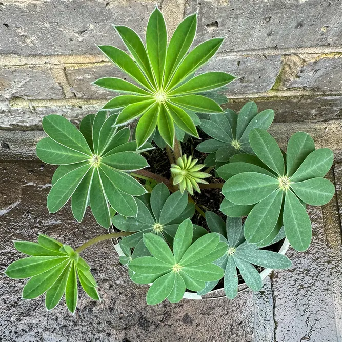 Lupin 'Taquila Flame' (Pot Size 2L) Perennial - image 3