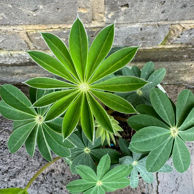 Lupin 'Taquila Flame' (Pot Size 2L) Perennial - image 4