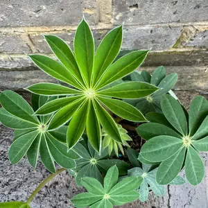 Lupin 'Taquila Flame' (Pot Size 2L) Perennial - image 4