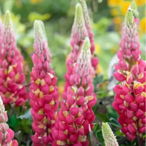 Lupin 'Taquila Flame' (Pot Size 2L) Perennial - image 1